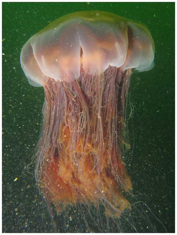Sea Nettle jellyfish The jellyfish's sting Pain and then some Pictures CBS News