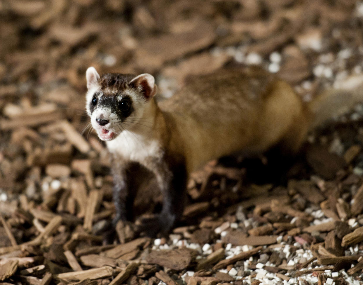 Endangered ferrets go to "boot camp" in Va. - CBS News