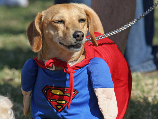 dog-as-superman-photo-by-robyn-beckafpgetty-images.jpg 