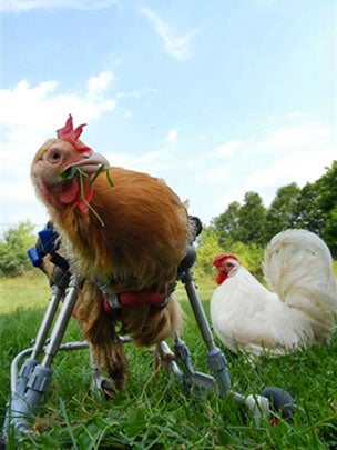 Paralyzed pets rock their wheels 30 awesome animals CBS News