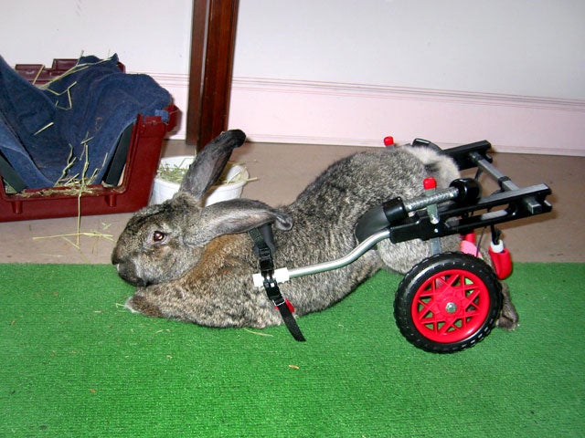 Paralyzed pets rock their wheels 30 awesome animals CBS News
