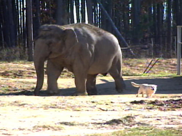 Unlikely friendship of elephant and dog - Photo 1 - CBS News