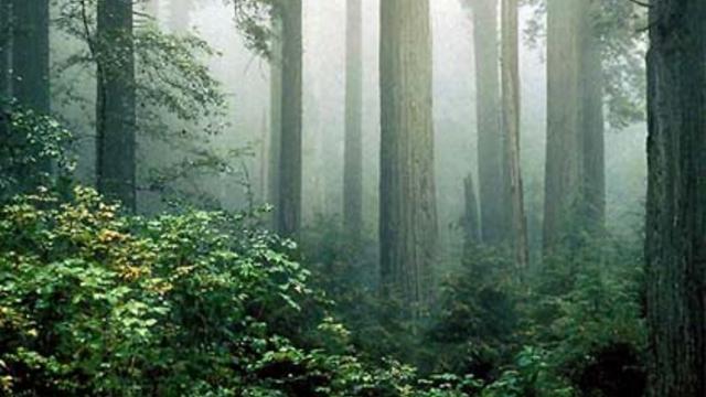 redwoods1.jpg 