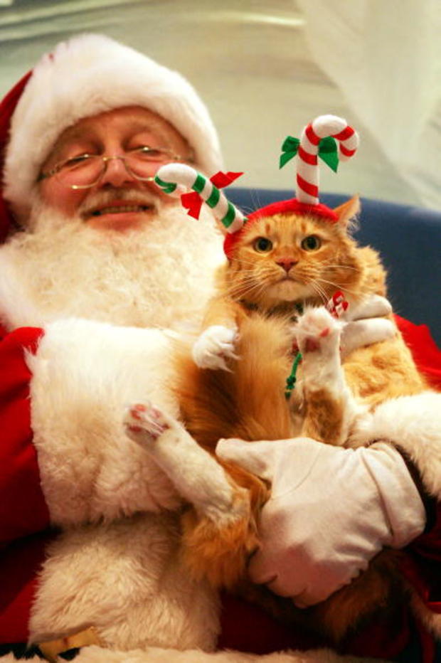 Pets Sit On Santa's Lap for Charity 