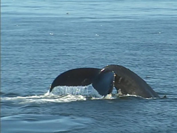 Fin of one of the gray whales spotted off Southern California this month