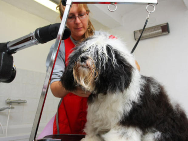 Five Vet Tips to Keep Your Dog Healthy 