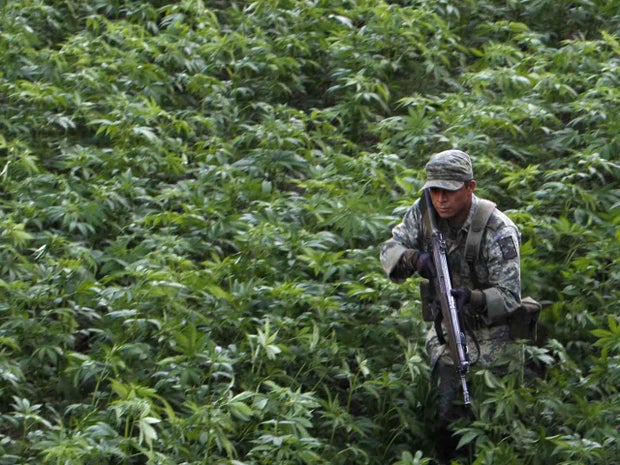 Mexico, marijuana, drug war, drug trade, cartel, army, Culiacan