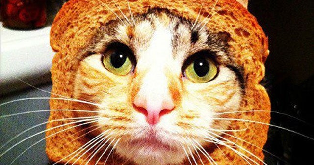 putting bread on cats