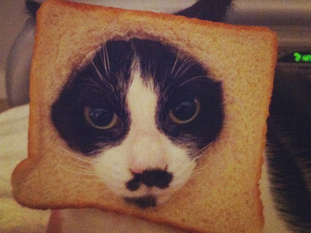 "Breading cats" is latest web photo fad Photo 1 CBS News