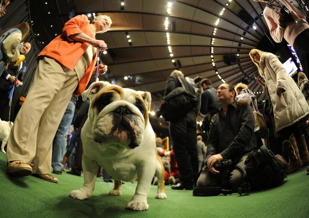 Дог шоу 2004. Дог шоу 2002. Дог шоу 2005. Dog show программа.