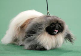 Malachy, a Pekingese, competes for best in show