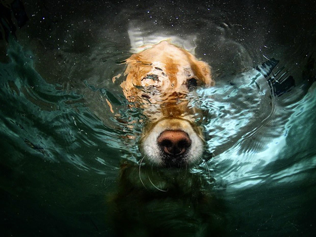 "Underwater Dogs" photos go viral and a book Photo 3 CBS News