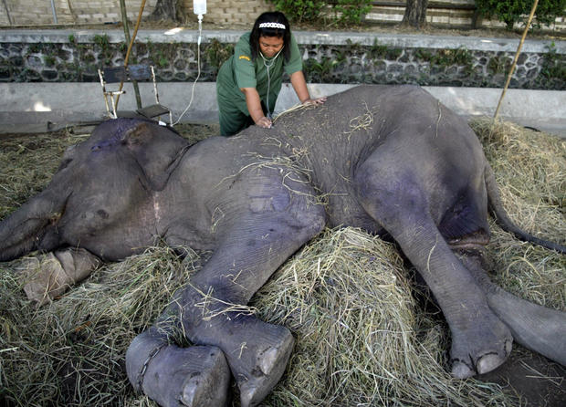 Suffering at Indonesia s nightmare zoo  CBS News