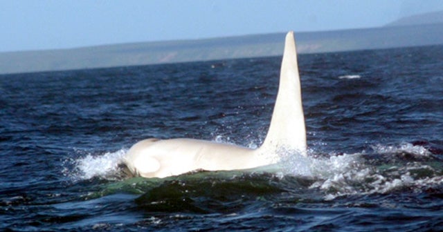 First ever adult all-white orca whale sighted in the wild - CBS News