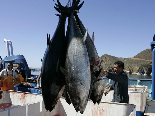 070305-bluefin_tuna-AP070305143086.jpg