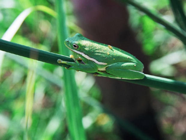 Green Tree Frog Lake Waco Wetlands 