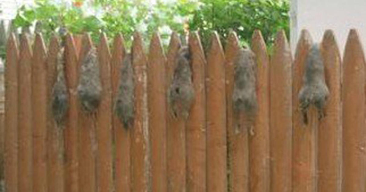 border fence catapult squirrel