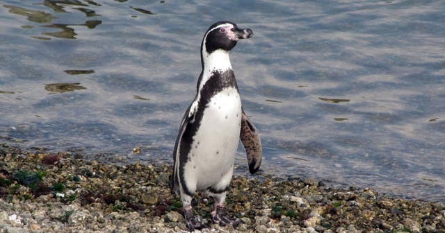 Humboldt penguins could be eradicated by rats in Chile - CBS News