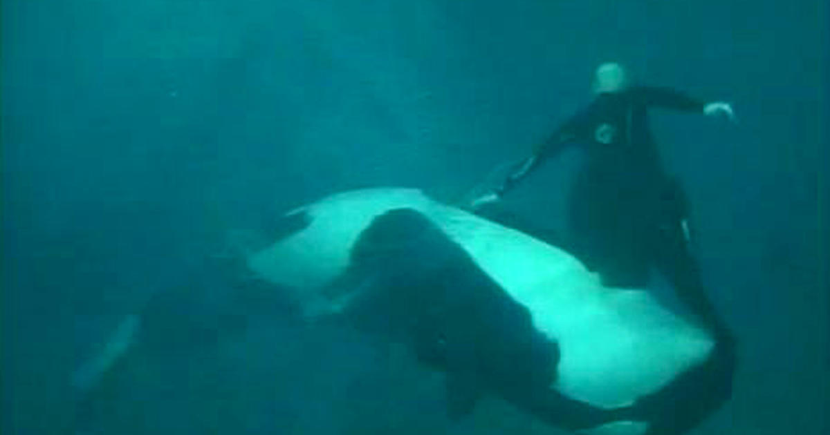 Caught On Tape Whale Nearly Drowns Seaworld Trainer Cbs News