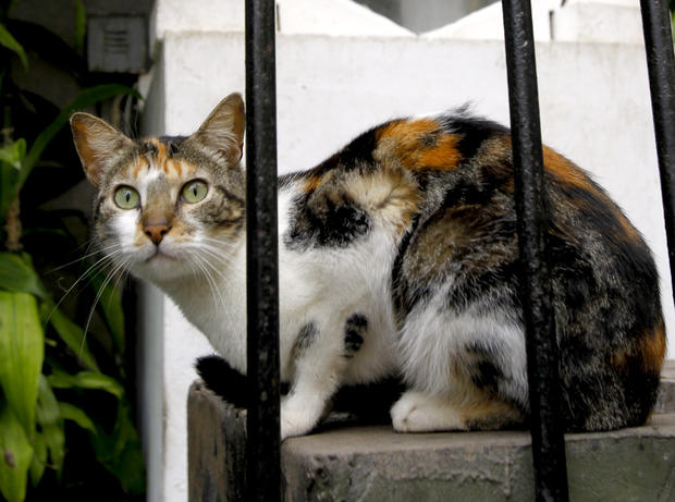 A cat sits in the central park of Lima's upscale seaside Miraflores district, in Peru, Wednesday, Aug. 2, 2012.