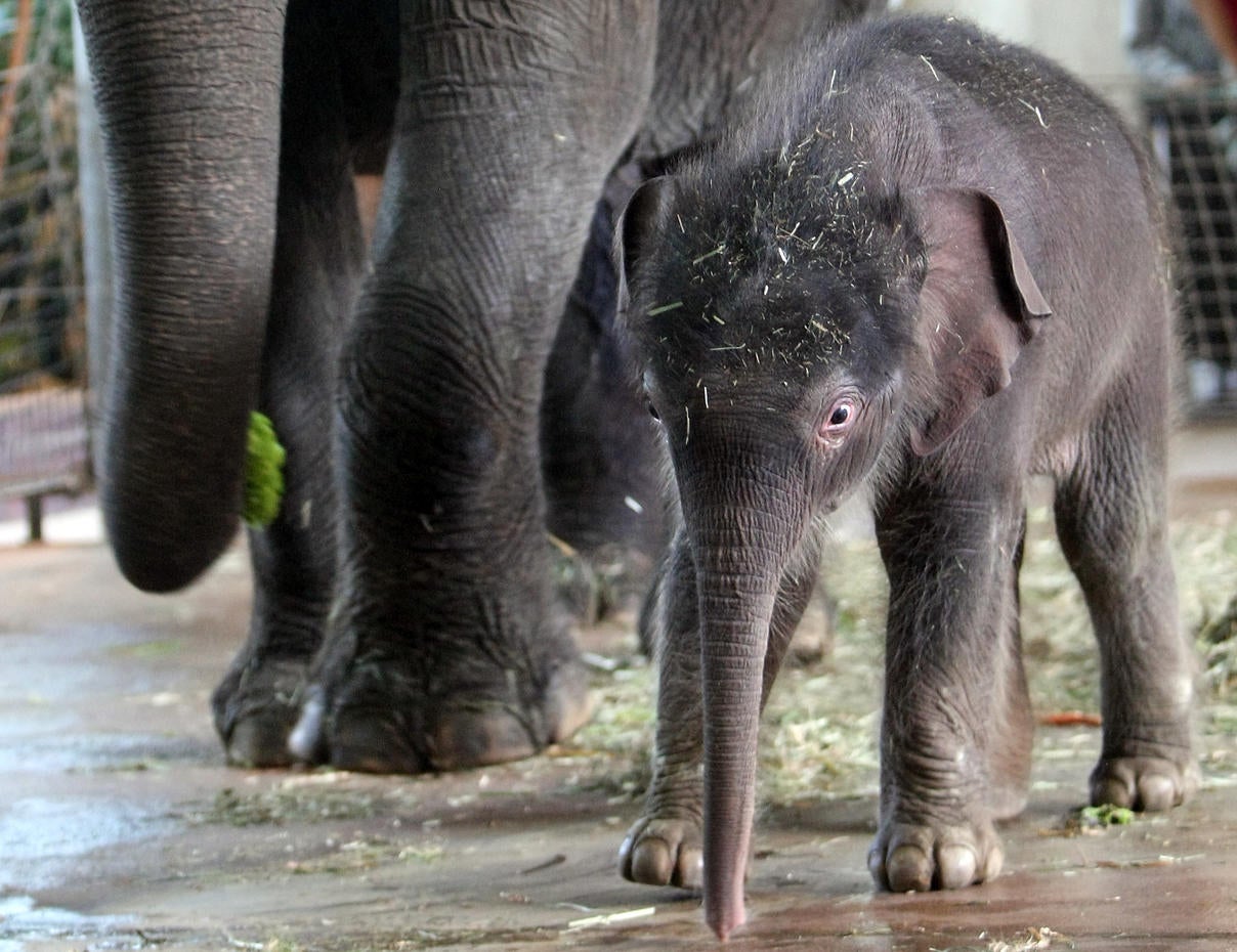 Baby elephant born at Berlin Zoo Photo 14 Pictures CBS News