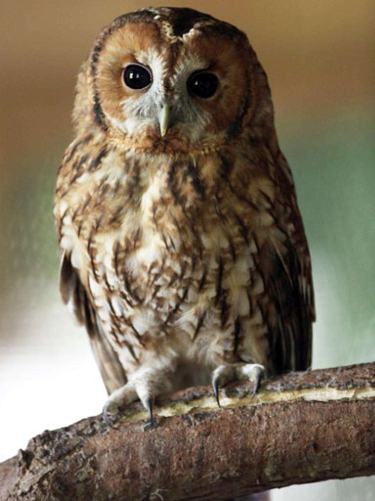 Rescued baby tawny owls - CBS News