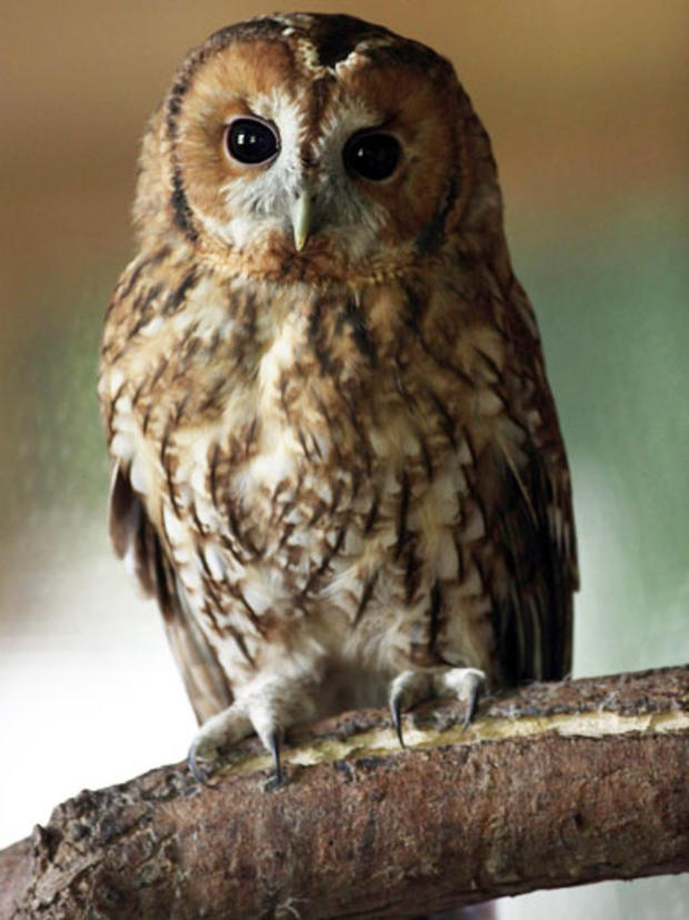 tawny owl taxidermy