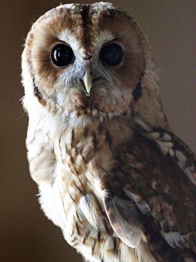 Rescued baby tawny owls CBS News