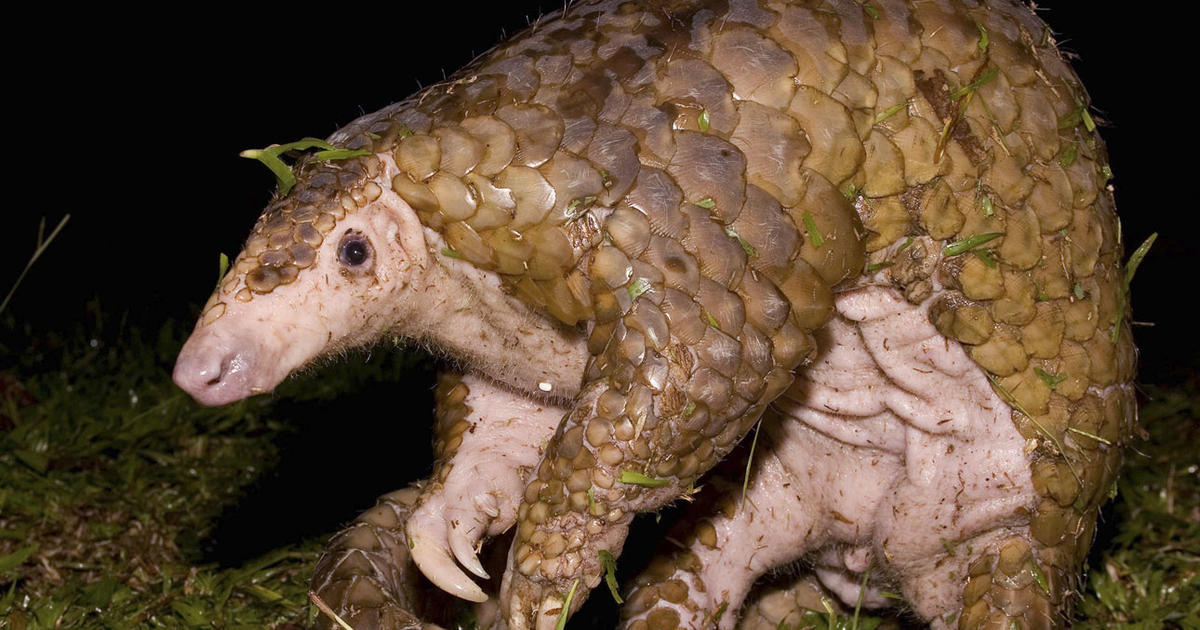 Pangolins and coronavirus: "Scaly anteaters" are possible ...