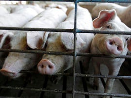 Hogs are seen at a farm in Buckhart, Ill., June 28, 2012.