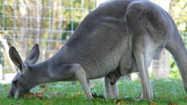 baby-kangaroo.jpg 