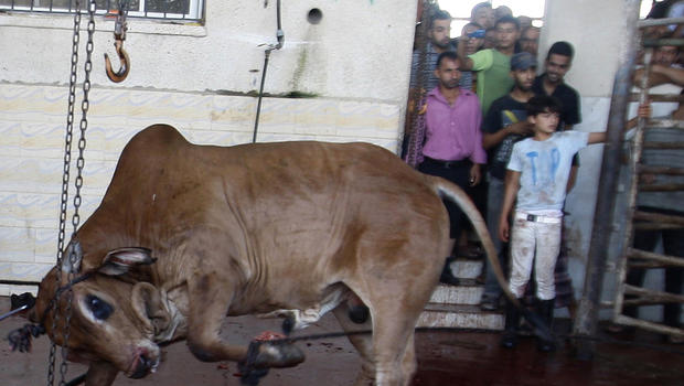 Cow facing slaughter kills Eid celebrant - CBS News