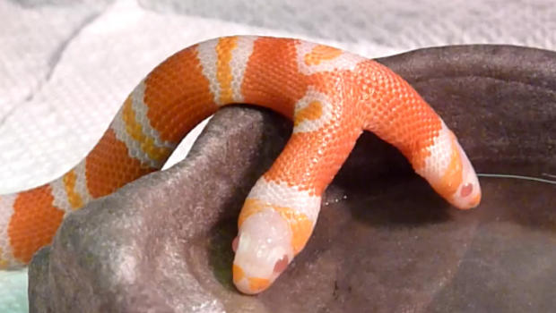 You've got to check out this two-headed snake - CBS News