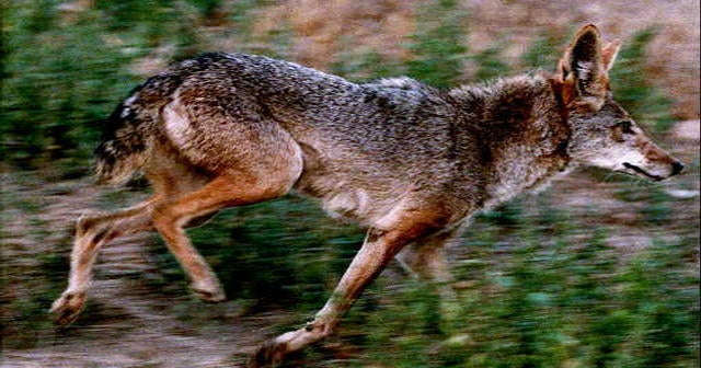 Coyote Attacks 2 year old In Southern California Cemetery CBS News