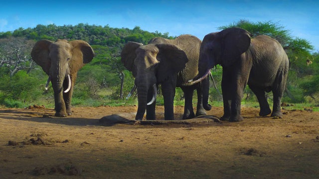 African Elephants Are Evolving To Without Tusks Because Of Poaching For Ivory Cbs News