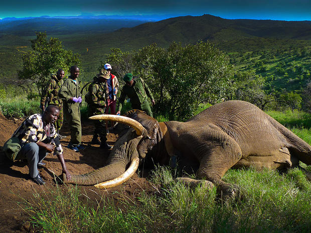 Image result for elephant poaching kenya