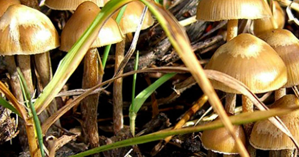California heavy rains bring mushroom explosion CBS News