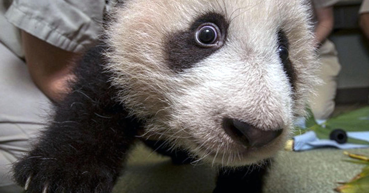 Panda Cub Hits Terrible Toddler Stage Cbs News