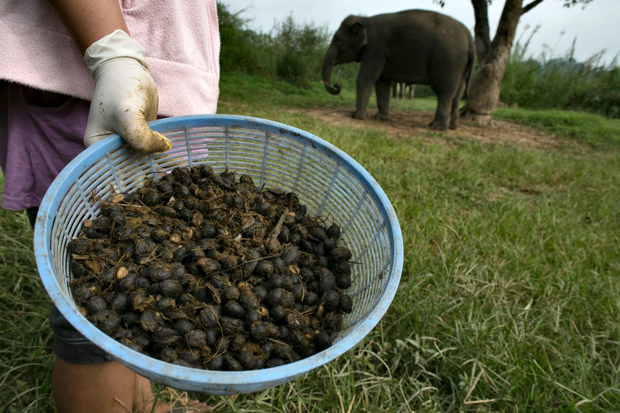 Pricey elephant poop coffee CBS News