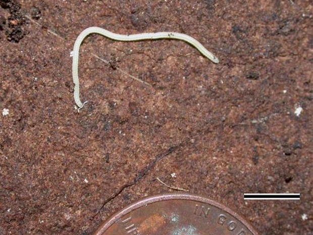 A white millipede named lllacme plenipes (Latin for "the pinnacle plentiful feet") and found only in a small area of Northern California sports 750 wiggling legs, making it the "leggiest" animal known. (Here, the entire millipede with a penny for scale.)