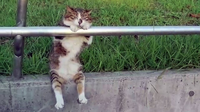 Best viral videos of 2012: Animals