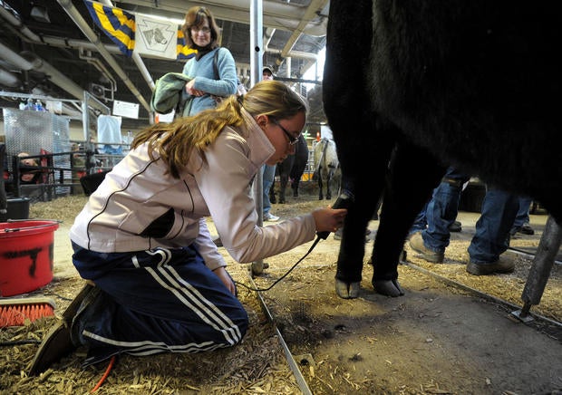 pa farm show draws crowd photo 11 pictures cbs news pa farm show draws crowd photo 11 pictures cbs news