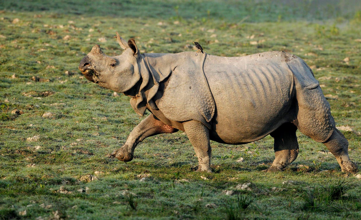Illegal rhino horn trade Photo 11 Pictures CBS News