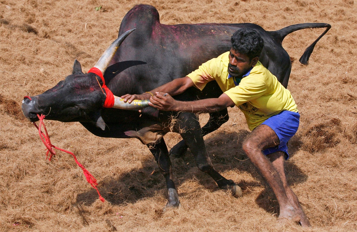 Extreme wild bull taming CBS News