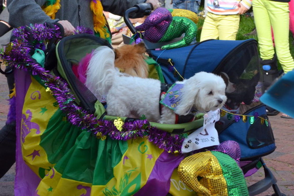 Mardi Gras dog parade CBS News