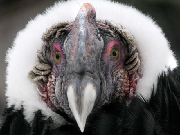 A South American Andean Condor (Vultur g 