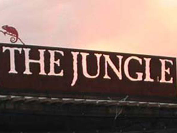 the jungle 