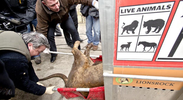 A sedated lion is positioned in a transport cage, at the estate of Ion Balint, known to Romanians as Nutzu the Pawnbroker, a notorious gangster, in Bucharest, Romania, Wednesday, Feb. 27, 2013.