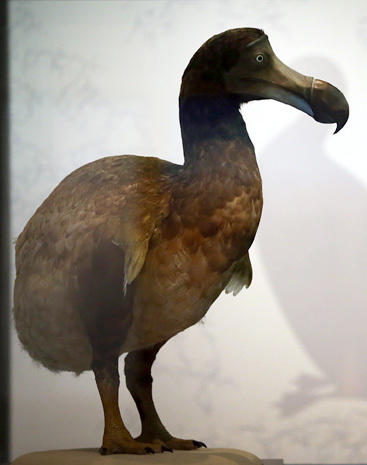 dodo bird extinction