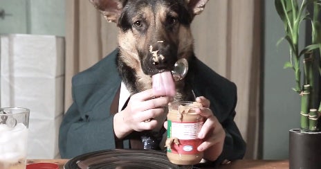 Some playful and bizarre fun with animals (with wrestling pandas and